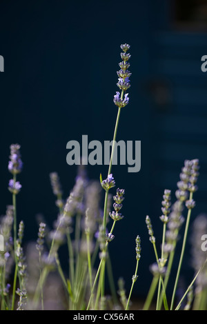 Lavanda, Lavandula angustifolia, nella parte anteriore di un blu Tettoia da giardino Foto Stock