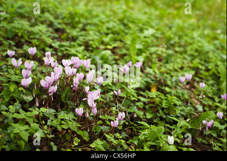 Fioritura autunnale hederifolium Ciclamino in fiore Foto Stock