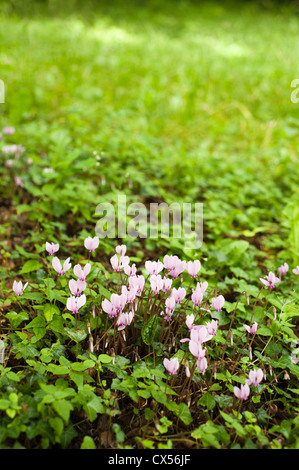 Fioritura autunnale hederifolium Ciclamino in fiore Foto Stock