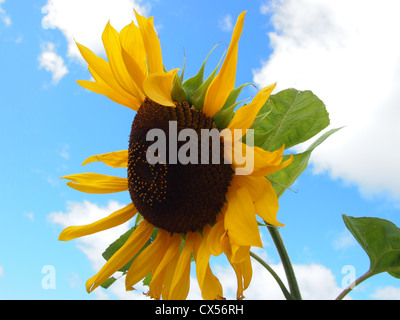 Girasole contro un luminoso cielo blu Foto Stock