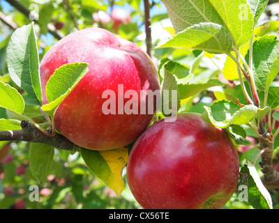 Chiudere fino a due mele su albero Foto Stock