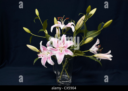 Oriental Lily ancora vita su sfondo nero. Foto Stock