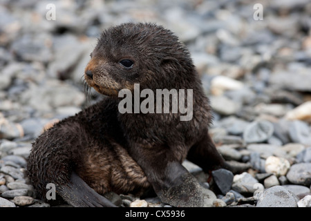 Antartico pelliccia sigillo (Arctocephalus gazella), molto giovane cucciolo appoggiato su di una spiaggia rocciosa vicino a Salisbury Plain sulla Georgia del Sud Foto Stock