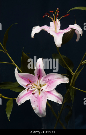 Oriental Lily ancora vita su sfondo nero. Foto Stock