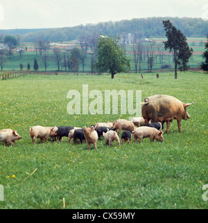 Incroci sow e suini Foto Stock