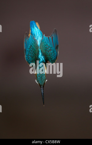 Appollaiato kingfisher con pesce Foto Stock