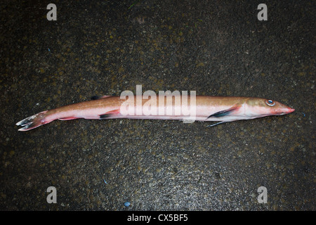 Commercialmente catturati pesci di mare: Sandfish (Gonorhynchus  gonorhynchus): cicerello sandfish, salmone dal becco Foto stock - Alamy