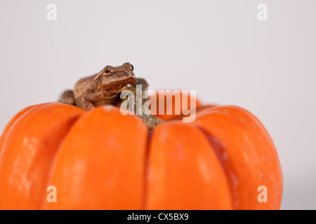 La molla Peeper su una zucca Foto Stock