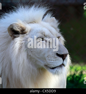Maschio di leone bianco , (Panthera leo krugeri) in Tygerberg Zoo nei pressi di Città del Capo. Foto Stock