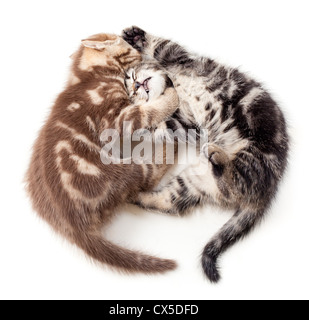 Due gattini lotta vista superiore Foto Stock