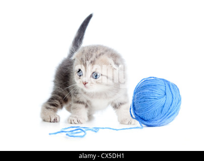 British baby cat giocando gomitolo o la sfera su bianco Foto Stock