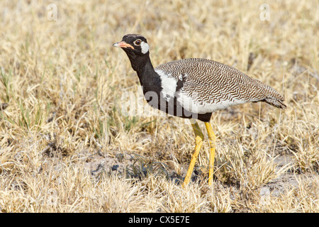 Maschio nero settentrionale korhaan (Eupodatis afraoides) nella savana, Nxai pan, Botswana Foto Stock