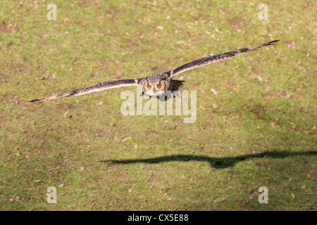 Un captive Indian il gufo reale (Bubo bengalensis) diffonde le sue ali in volo. Foto Stock