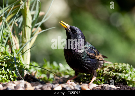 Adulto starling (sturnus vulgaris) che mostra colori luminosi in un giardino soleggiato, Inghilterra Foto Stock