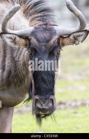 Un close-up di un azzurro GNU (Connochaetes taurinus), fissando nella fotocamera. Noto anche come GNU o comuni o GNU Foto Stock