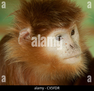 Ritratto di Iavan Langur Foto Stock