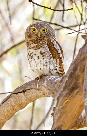 Pearl-spotted owlet (glaucidium capense), appollaiato in un albero vicino a Maun, Botswana Foto Stock