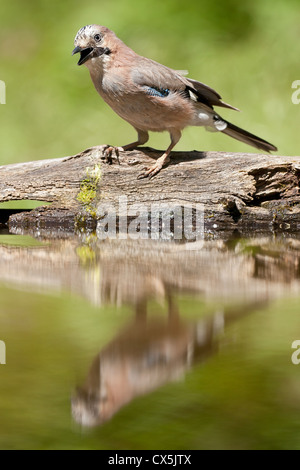 Un jay (Garrulus glandarius) in piedi su un ramo caduto e cantare ad un pool di foresta in Ungheria Foto Stock