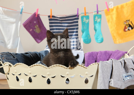 Gatto domestico. Gattino (49 giorni) seduto in un cesto con i vestiti su una linea di lavaggio in background Foto Stock