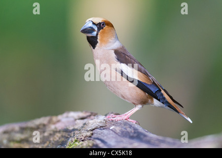 Close-up di un maschio Hawfinch (Coccothraustes coccothraustes) in posa su un ceppo di albero in una foresta ungherese. Foto Stock