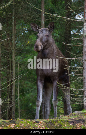 Moose / Eurasian elk (Alces alces) cow nella taiga in autunno, Värmland, Svezia Foto Stock