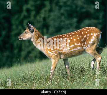 Sika cervo (Cervus nippon), hind passeggiate, estate rivestire Foto Stock