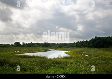 Riserva naturale estate Nienoord, porro, Groningen, Olanda Foto Stock