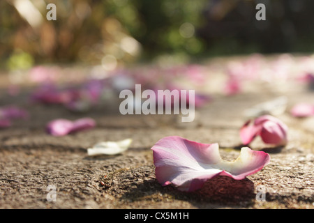 Petali di Rosa dopo il matrimonio Foto stock - Alamy