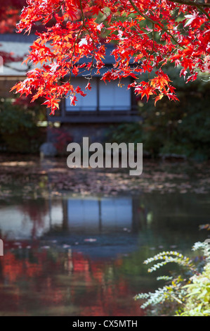 Appassimento in autunno in un antico giardino giapponese in Nikko , Giappone Foto Stock