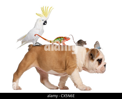 Bulldog inglese cucciolo, 2 mesi di età, portando toucan, chameleon, ratto e butterfly camminare contro uno sfondo bianco Foto Stock