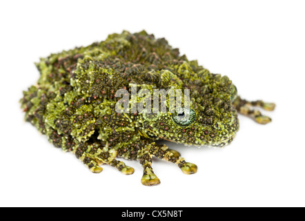 Rana di muschio, Theloderma corticale, noto anche come il vietnamita Mossy rana o Tonkin bug-eyed Frog, ritratto contro uno sfondo bianco Foto Stock