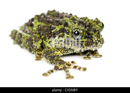 Rana di muschio, Theloderma corticale, noto anche come il vietnamita Mossy rana o Tonkin bug-eyed Frog, ritratto contro uno sfondo bianco Foto Stock