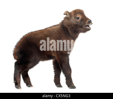 Takin Mishmi, Budorcas taxicolor taxicolor, chiamato anche bovini di camoscio o di capra gnu, 15 giorni, contro uno sfondo bianco Foto Stock