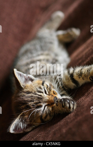 Tabby kitten cat sonnecchiare..immagine sgranata dovuta a 800 ISO Foto Stock