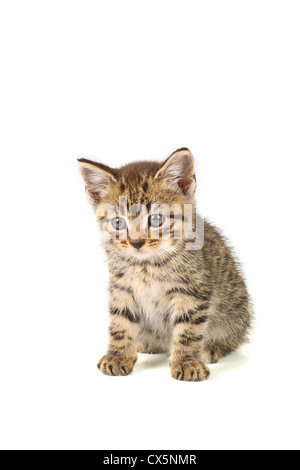 Adorabili tabby cat pazientemente seduto.isolato su sfondo whoite Foto Stock