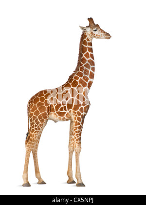 Giraffa somala spesso noto come giraffe reticolate (Giraffa camelopardalis reticulata) 2 anni e mezzo su sfondo bianco Foto Stock
