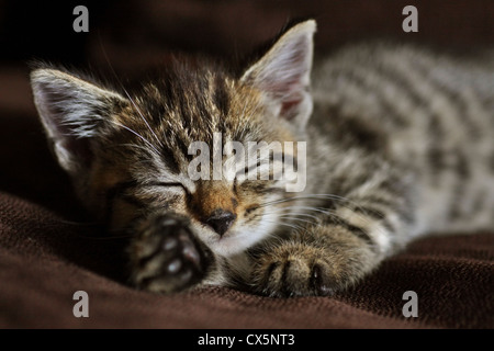 Tabby kitten cat sonnecchiare..immagine sgranata dovuta a 800 ISO. Foto Stock