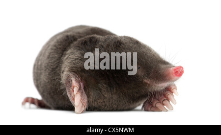 Unione Mole, Talpa europaea, contro uno sfondo bianco Foto Stock