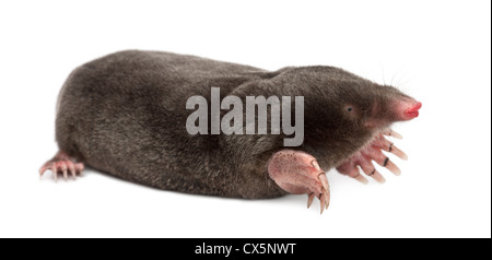 Unione Mole, Talpa europaea, contro uno sfondo bianco Foto Stock