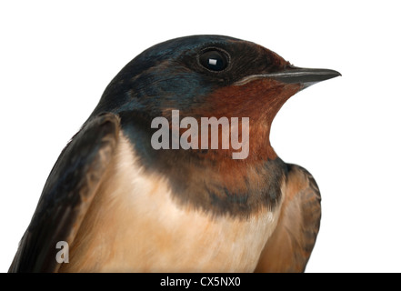 Barn Swallow, Hirundo rustica, contro uno sfondo bianco Foto Stock