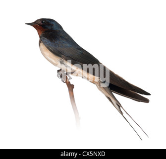 Barn Swallow, Hirundo rustica, appollaiate contro uno sfondo bianco Foto Stock