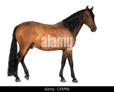 Razza mista di spagnolo e Arabian Horse, 8 anni, in piedi contro lo sfondo bianco Foto Stock