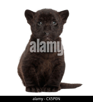 Jaguar cub, 2 mesi di età, Panthera onca, seduti contro uno sfondo bianco Foto Stock