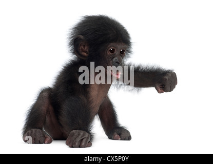 Baby bonobo, Pan paniscus, 4 mesi di età, seduti contro uno sfondo bianco Foto Stock