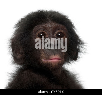 Baby bonobo, Pan paniscus, 4 mesi di età, contro uno sfondo bianco Foto Stock