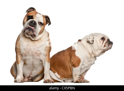 Bulldog inglese, 5 anni, seduti contro uno sfondo bianco Foto Stock