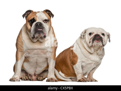 Bulldog inglese, 5 anni, seduti contro uno sfondo bianco Foto Stock