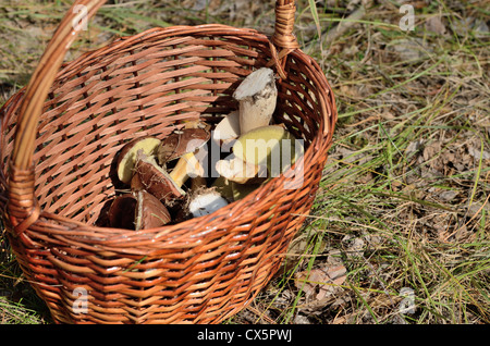 Cesto in Vimini con vari tipi di funghi Foto Stock