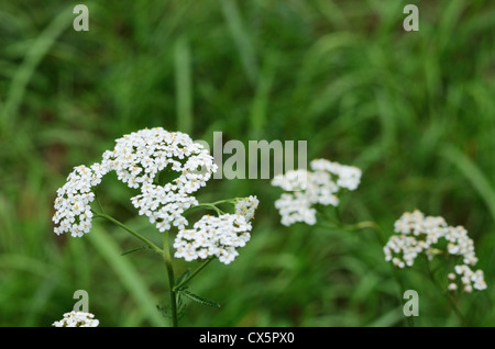 Achillea millefolium - achillea erba comune Foto Stock