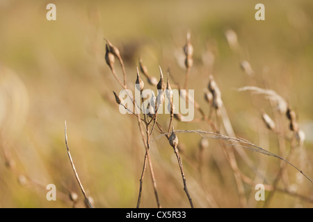 Seedheads essiccato in costiera prato di fiori selvaggi, Beesands, South Devon, Regno Unito. Settembre Foto Stock